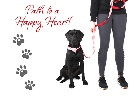 Collar y correa de la AHA Pets path to healthy heart