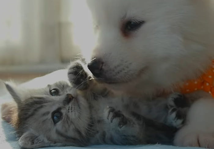 A kitten and dog playing together.
