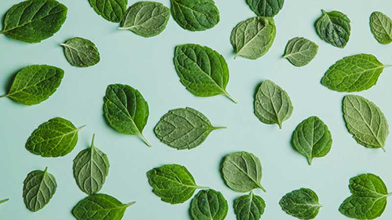 fresh mint leaves against green background