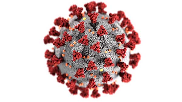 célula de coronavirus