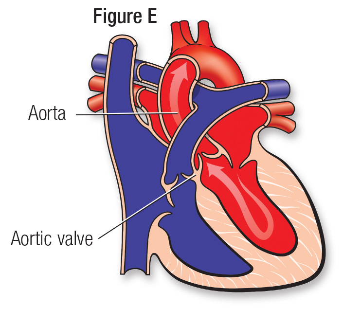 Normal heart figure E