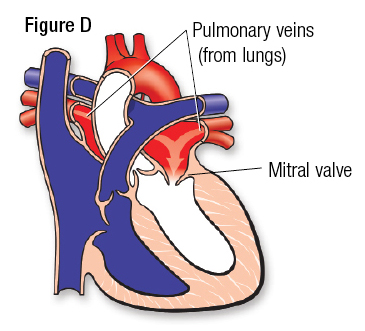 Ilustración médica de un corazón