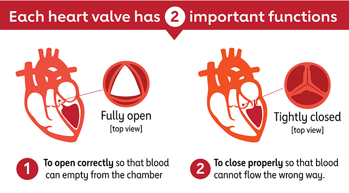 Funciones de las válvulas cardíacas