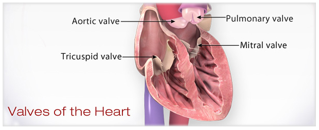 ilustración de las válvulas del corazón