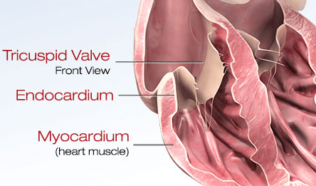 Heart diagram showing the myocardium layer of the heart