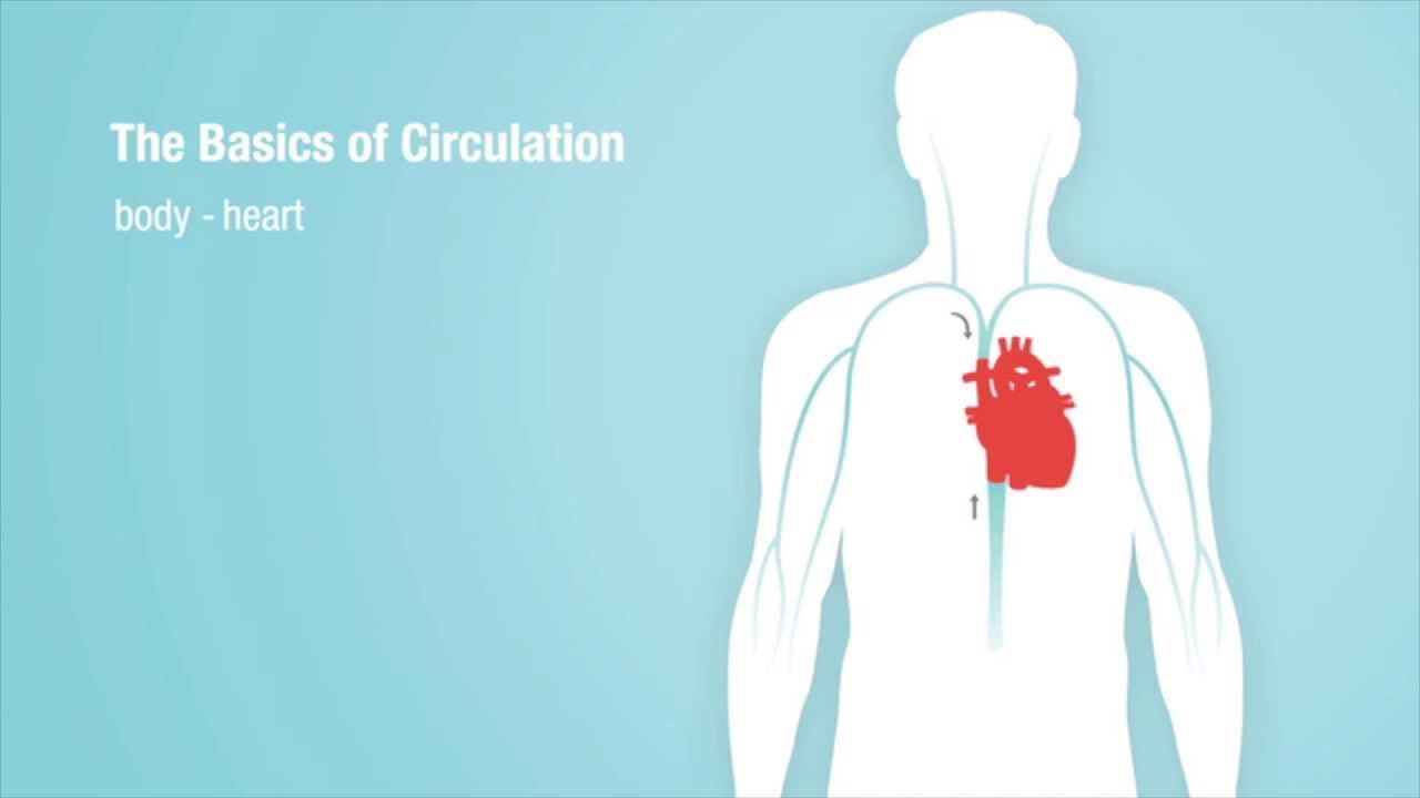 Captura de pantalla del video Los Fundamentos de la Circulación Cardíaca
