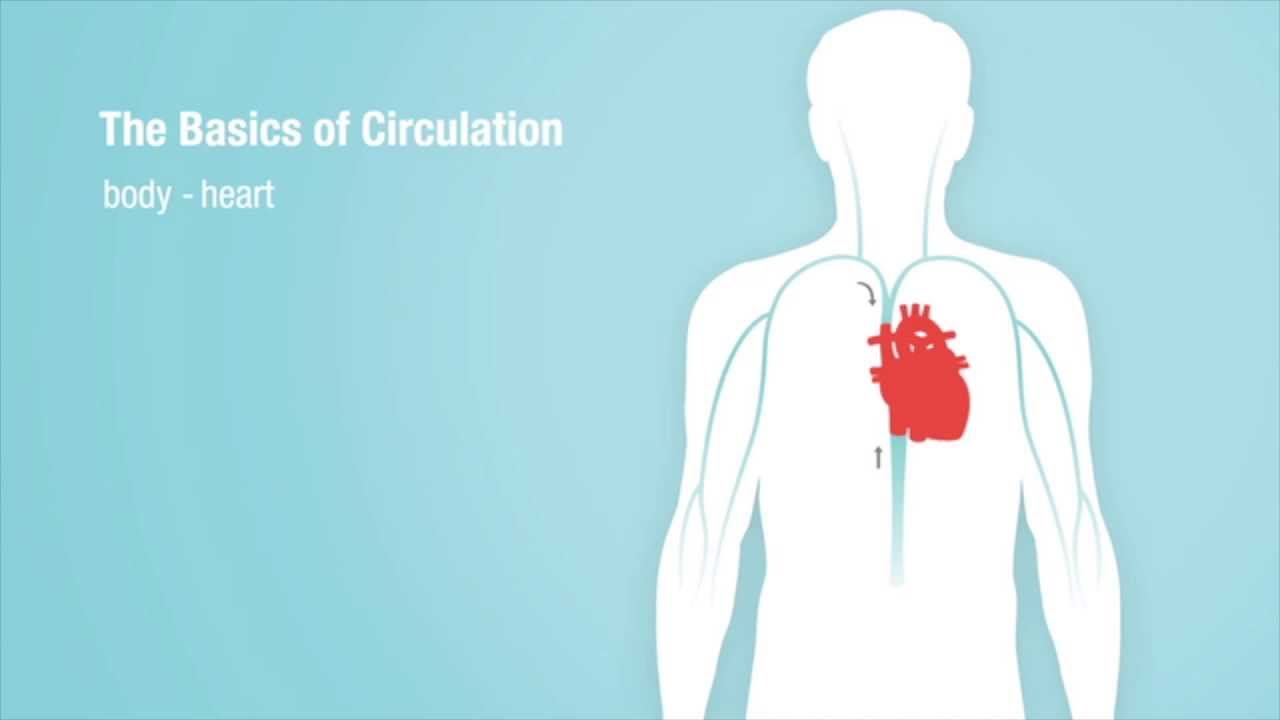 Captura de pantalla del video Los Fundamentos de la Circulación Cardíaca