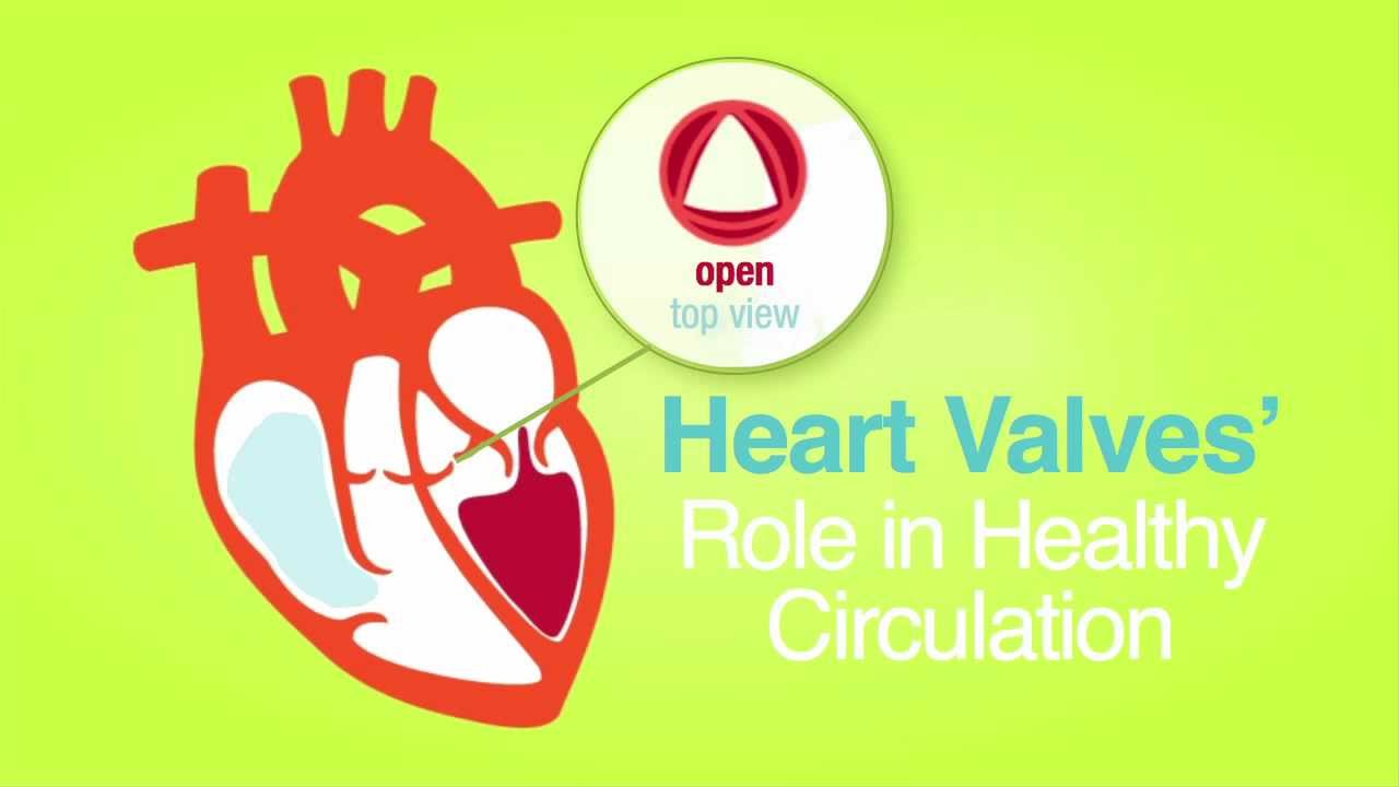 Captura de pantalla del video Las válvulas cardíacas son para toda la vida