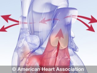 Animación de la anatomía de la válvula cardíaca