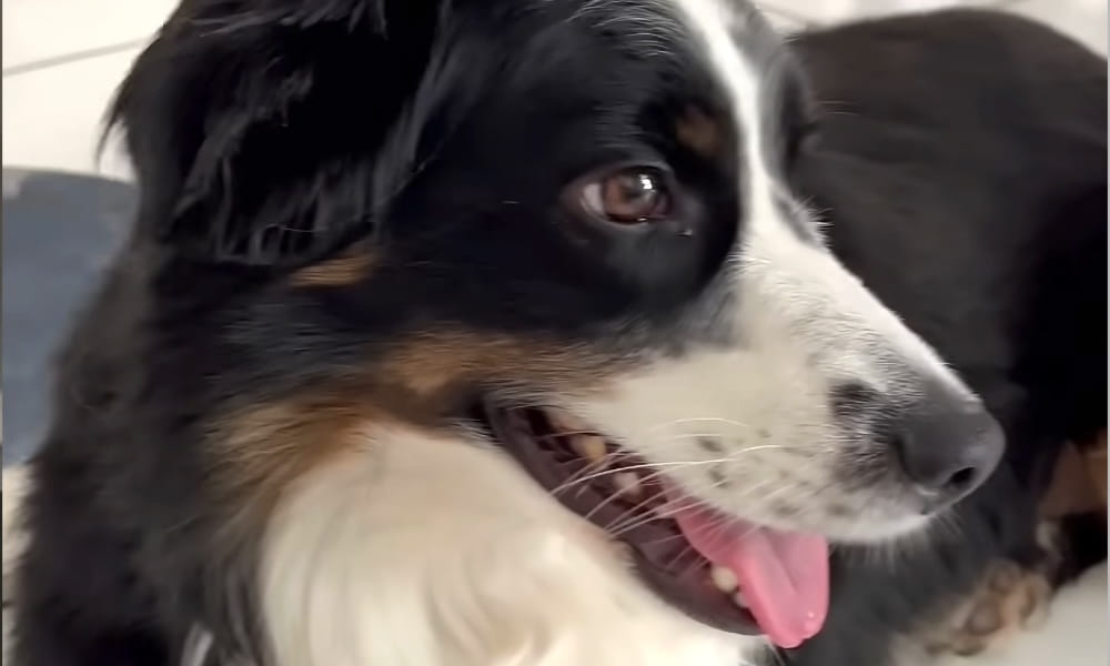 closeup of dog