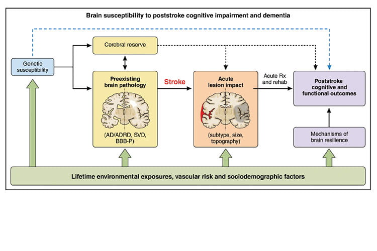Cognitive Impairment After Ischemic And Hemorrhagic Stroke