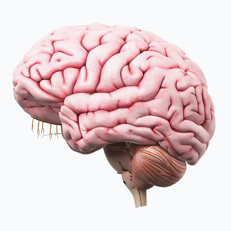 ilustración digital de un cerebro