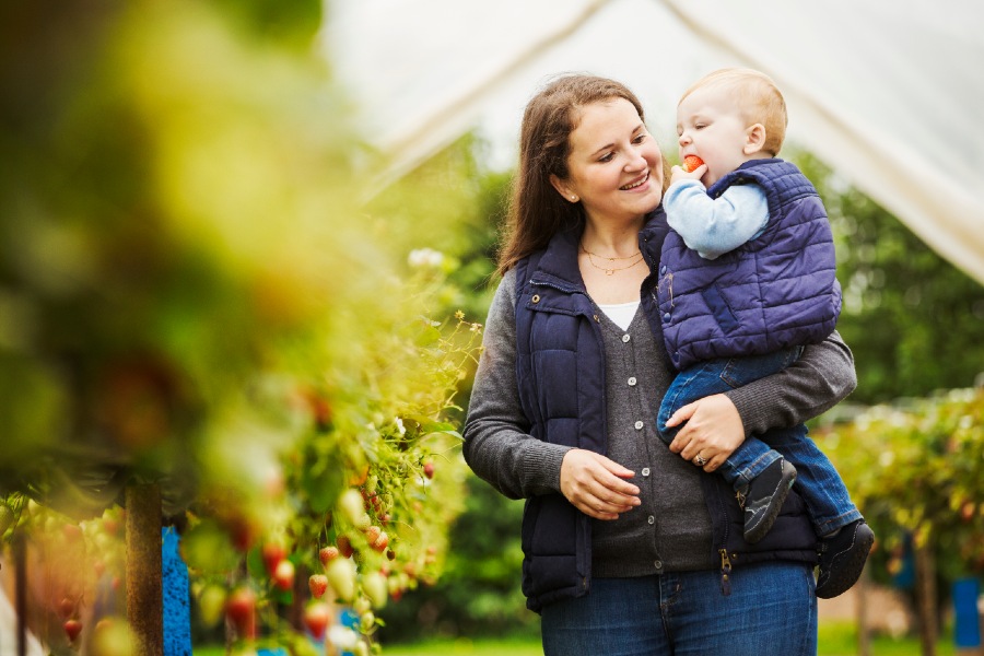 Adult woman and toddler son picking strawberries