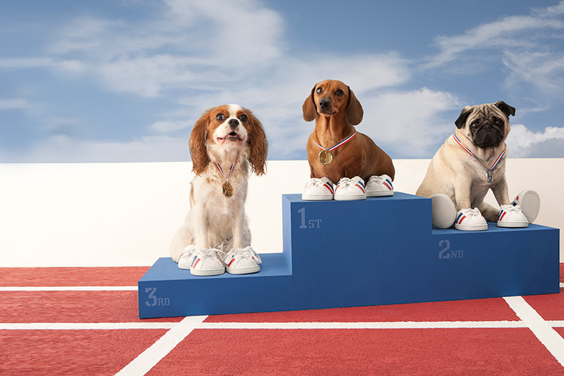 winning dogs on medals stand winning dogs on medals stand