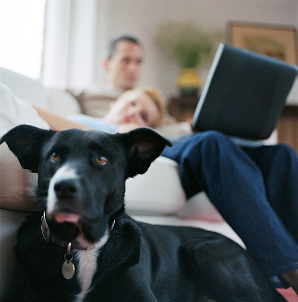 Couple using laptop on couch with dog Couple using laptop on couch with dog