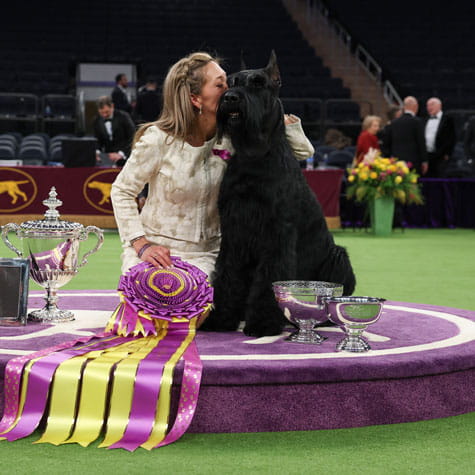 Monty, The Giant Schnauzer with his awards