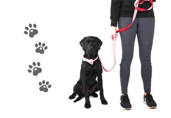 dog with AHA collar and leash