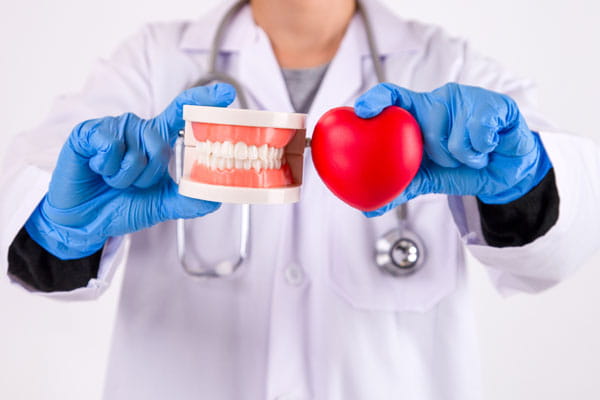 Medical person holding a toy heart and mouth model