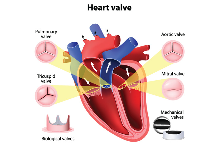 Heart anatomy featuring the four valves: Pulmonary valve, Aortic valve, Tricuspid valve, Mitral value.
